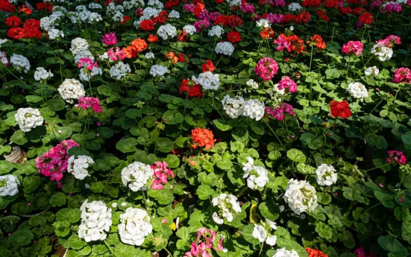 High angle of blooming multicolored Pelargonium flowers with green leaves growing in nature in sunny summer day