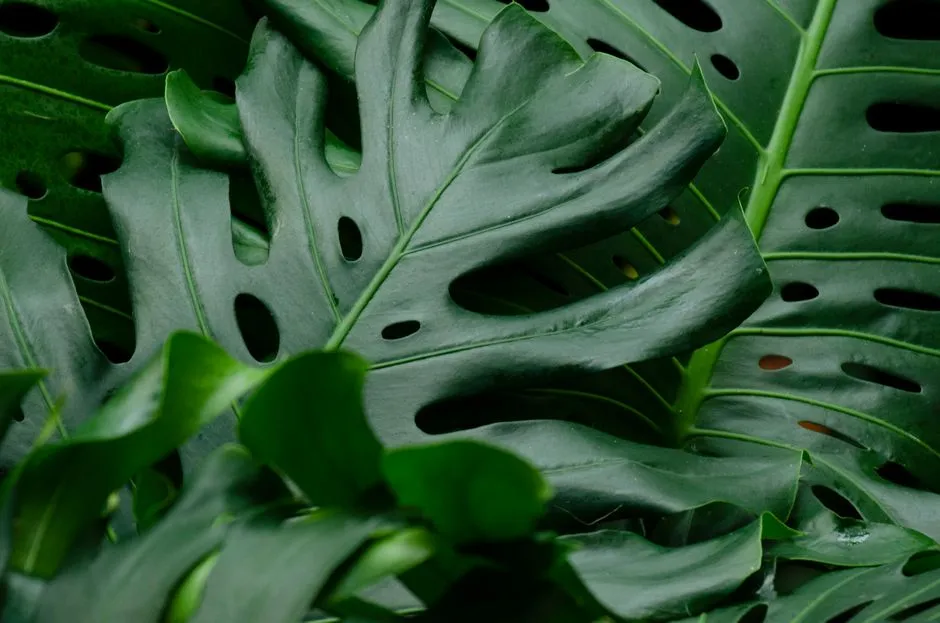 Monstera Uprawa Krok po Kroku: Kompletny Poradnik dla Początkujących