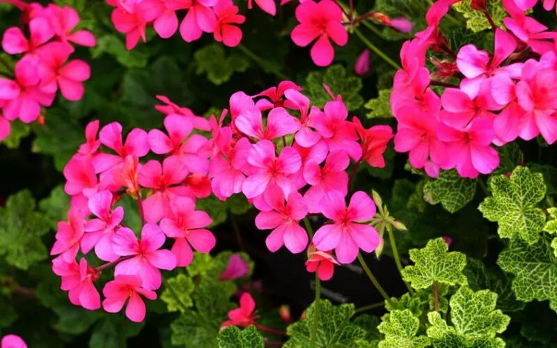 Jak rozmnażać pelargonie? 3 Sprawdzone Metody Krok po Kroku