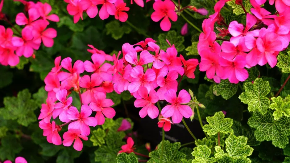 Pelargonie w Doniczce: 10 Sekretów Bujnego Kwitnienia