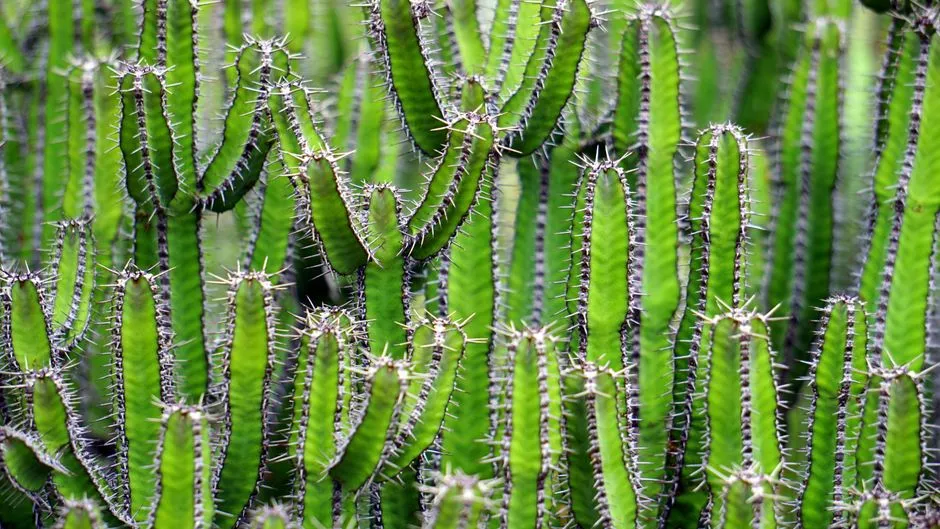 Kaktusy podlewanie: 5 Złotych Zasad, Które Uchronią je przed Gniciem
