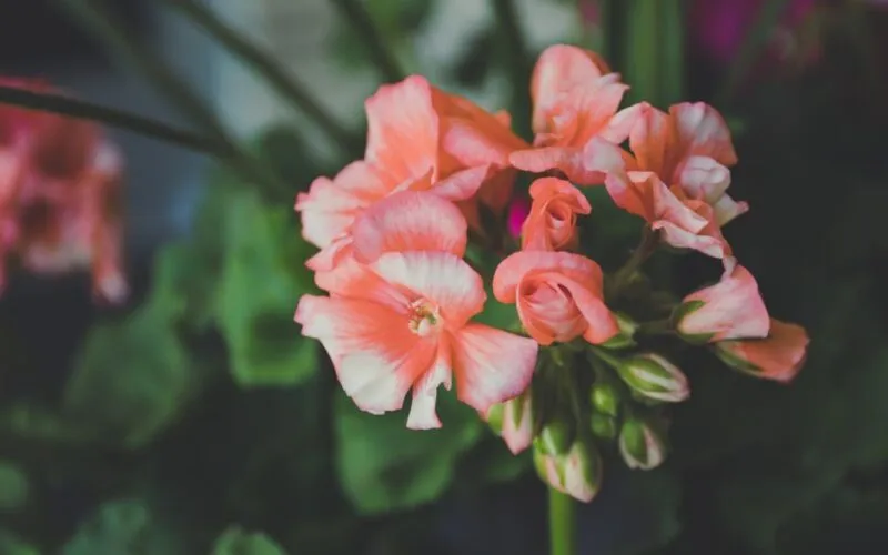 5 Sprawdzonych Sposobów na Piękne Pelargonie Zimą – Poradnik