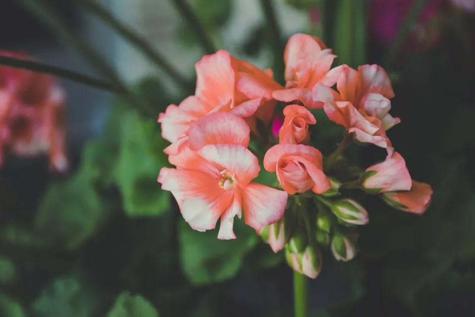 5 Sprawdzonych Sposobów na Piękne Pelargonie Zimą – Poradnik