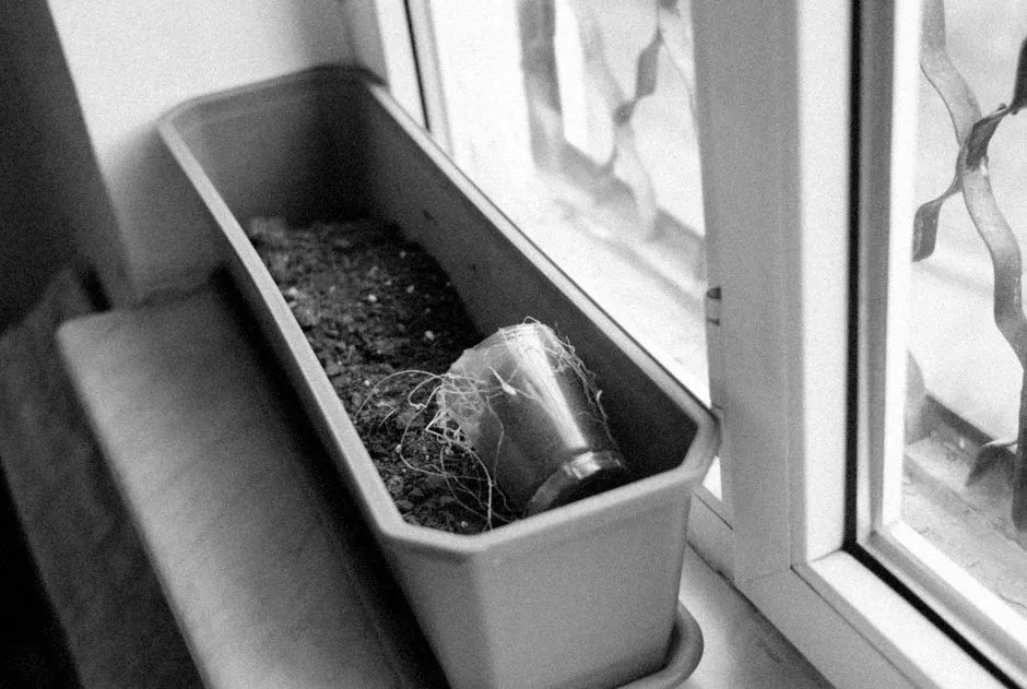 5 domowych sposobów na wzmocnienie korzeni roślin balkonowych przed zimą