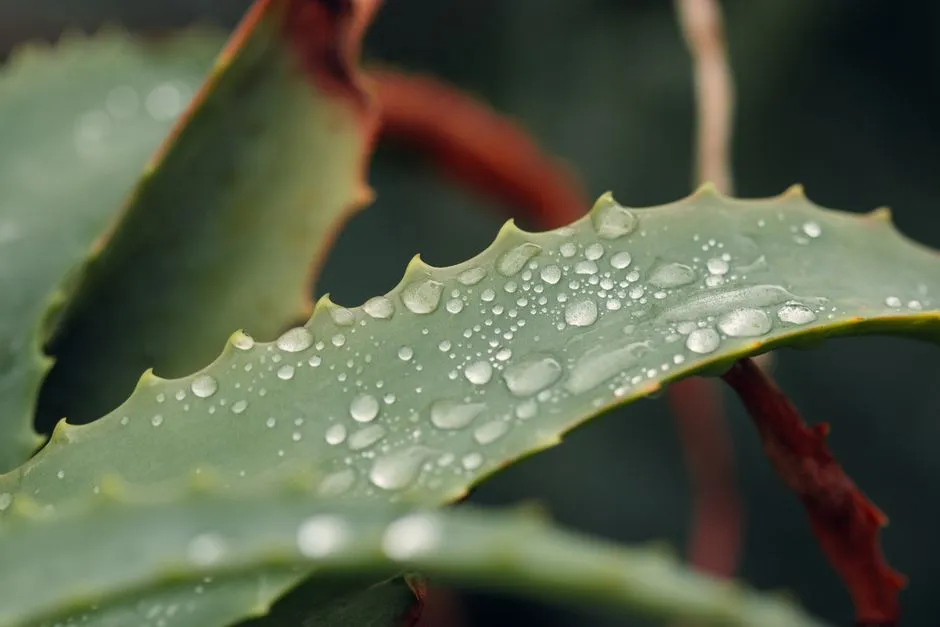 Aloes zimą: 5 Złotych Zasad Pielęgnacji, Które Uchronią Go Przed Zmarznięciem