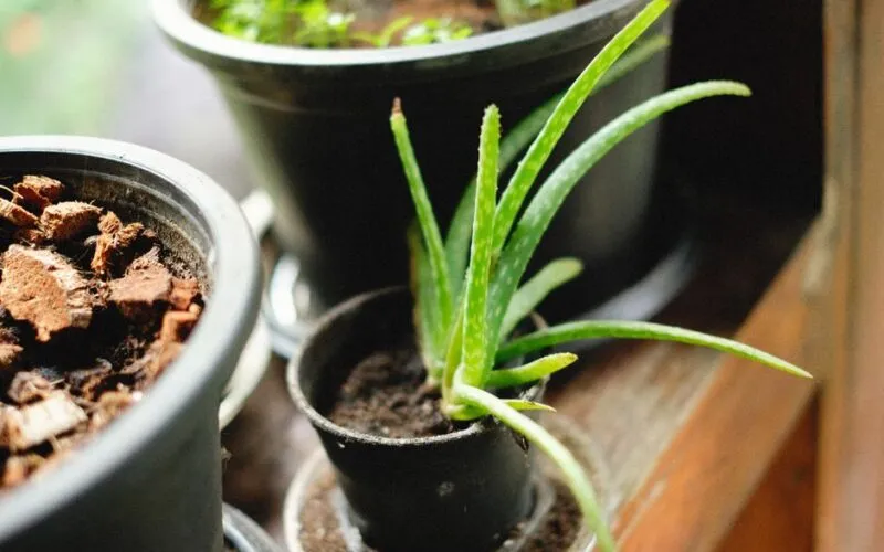 Jak Pielęgnować Aloes? 7 Sprawdzonych Zasad dla Zdrowej Rośliny
