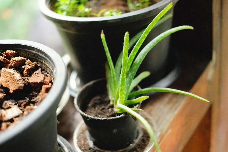 Jak Pielęgnować Aloes? 7 Sprawdzonych Zasad dla Zdrowej Rośliny