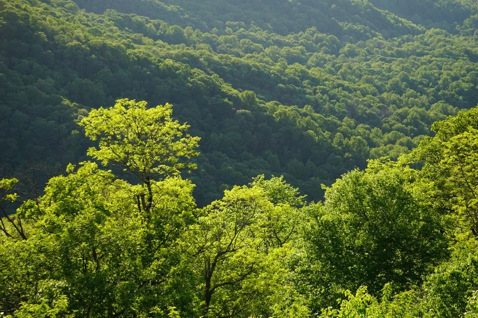 Ogród w stylu leśnym: 10 roślin i trików, które stworzą naturalny mikroklimat na działce