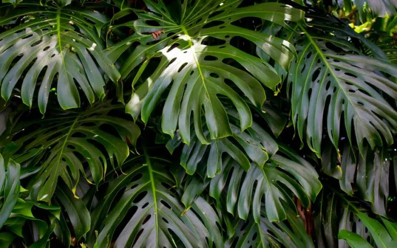 Monstera nawożenie: Kompletny poradnik dla bujnych liści