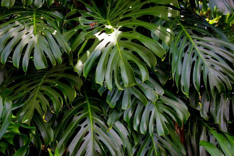 Monstera nawożenie: Kompletny poradnik dla bujnych liści