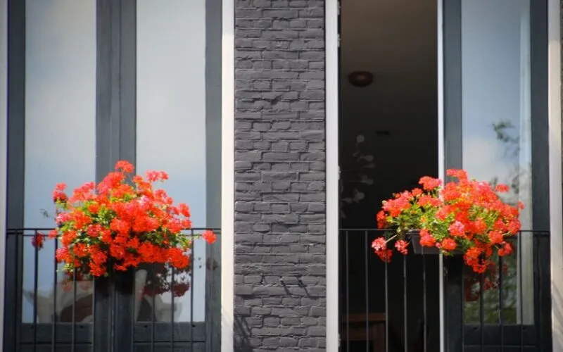 5 genialnych trików na przedłużenie kwitnienia pelargonii i petunii na balkonie