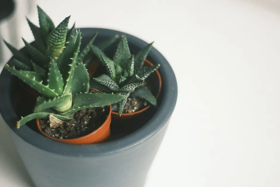 Aloes w doniczce: 10 Sekretów Pielęgnacji dla Bujnego Wzrostu