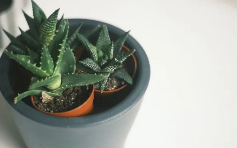 Aloes Sadzenie 2026: 7 Sprawdzonych Trików dla Bujnych Roślin