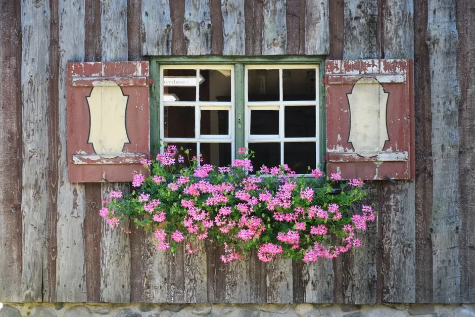 Kompletny Poradnik: Pelargonie Podlewanie – 5 Zasad Bujnego Kwitnienia
