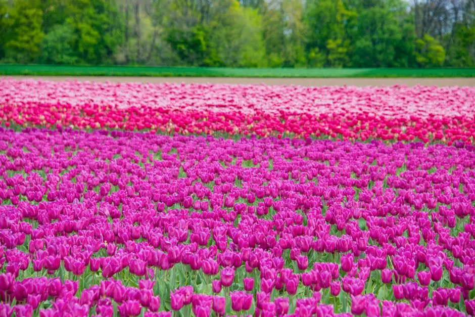 Tulipany Kiedy Kwitnie? Kompletny Kalendarz Kwitnienia Odmian