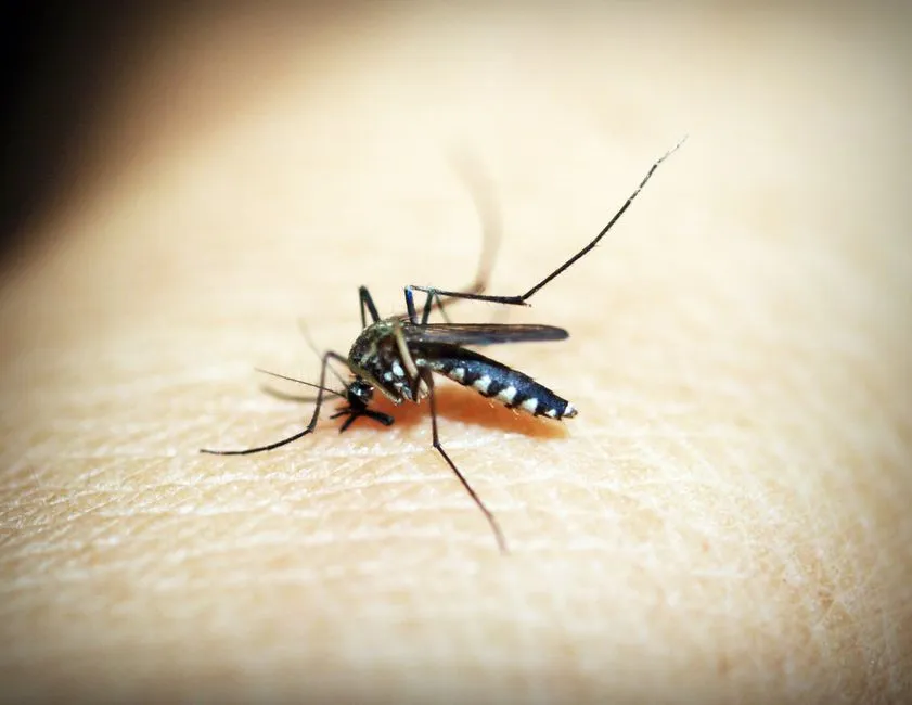 Jak skutecznie pozbyć się komarów i meszek z balkonu – 5 naturalnych metod