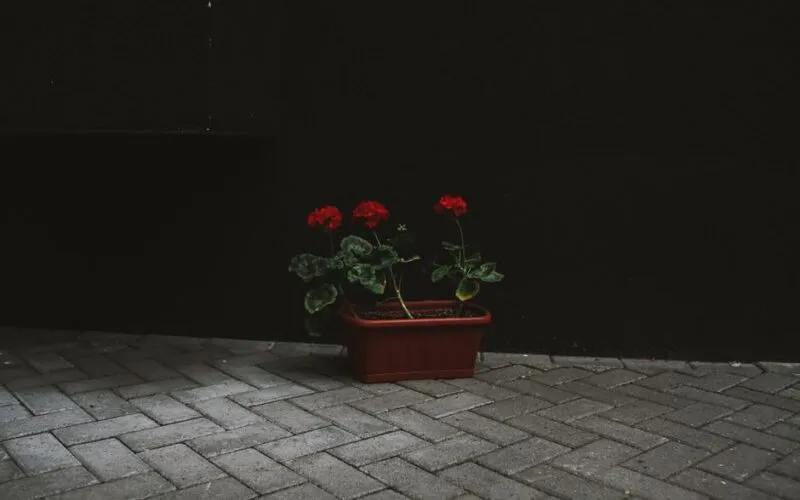 Pelargonie Stanowisko w Ogrodzie: Gdzie Sadzić, by Kwitły Najpiękniej?
