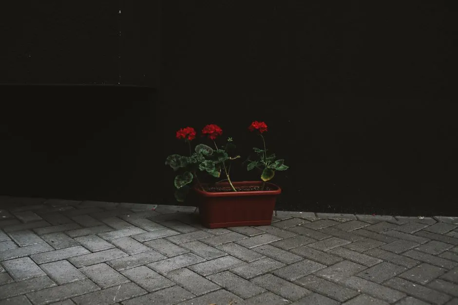 Pelargonie Stanowisko w Ogrodzie: Gdzie Sadzić, by Kwitły Najpiękniej?