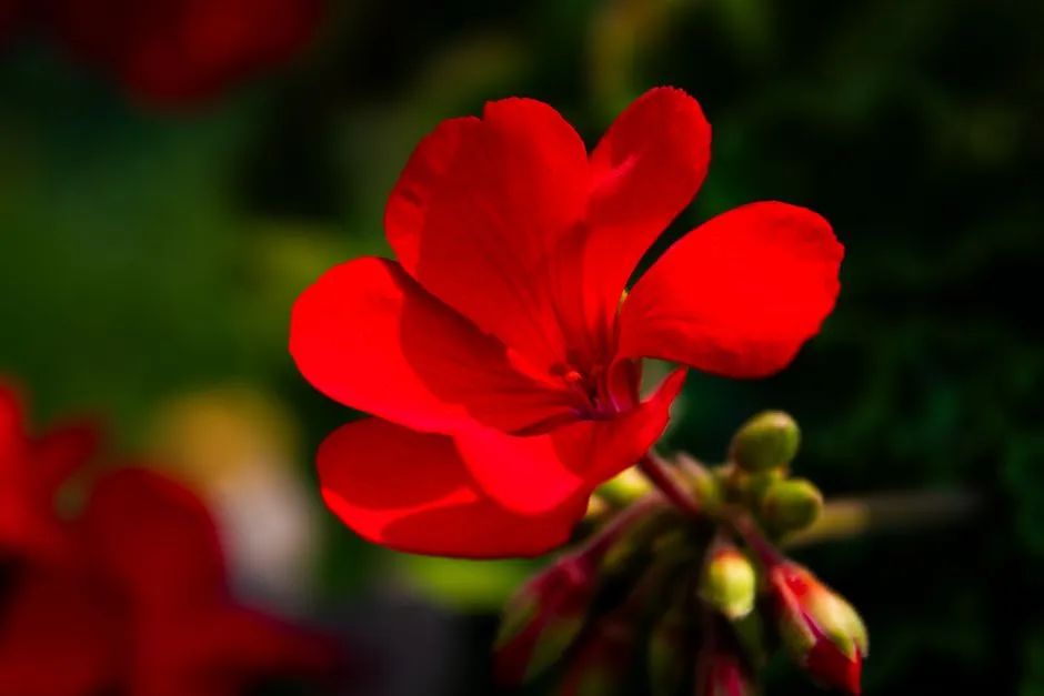 7 najczęstszych chorób pelargonii – objawy, leczenie i zapobieganie w doniczkach