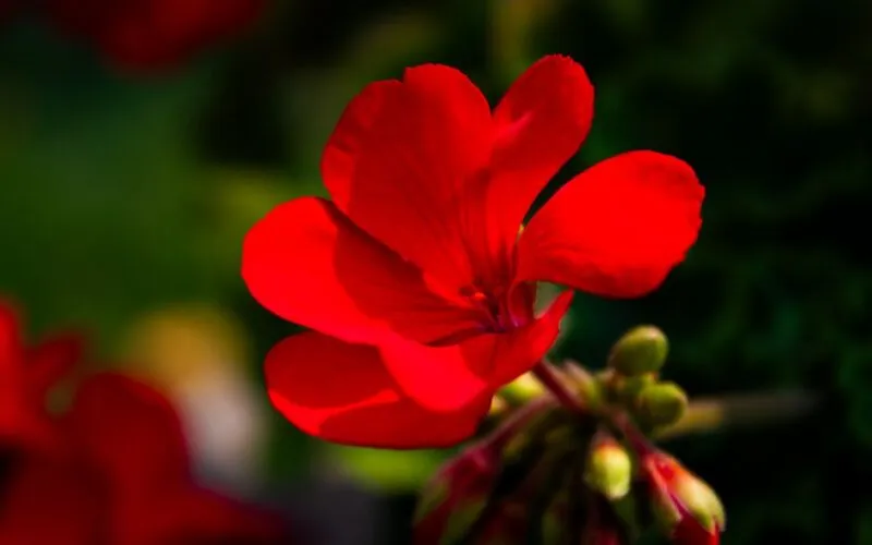 Pelargonie Choroby: 6 Najczęstszych Problemów i Skuteczne Leczenie