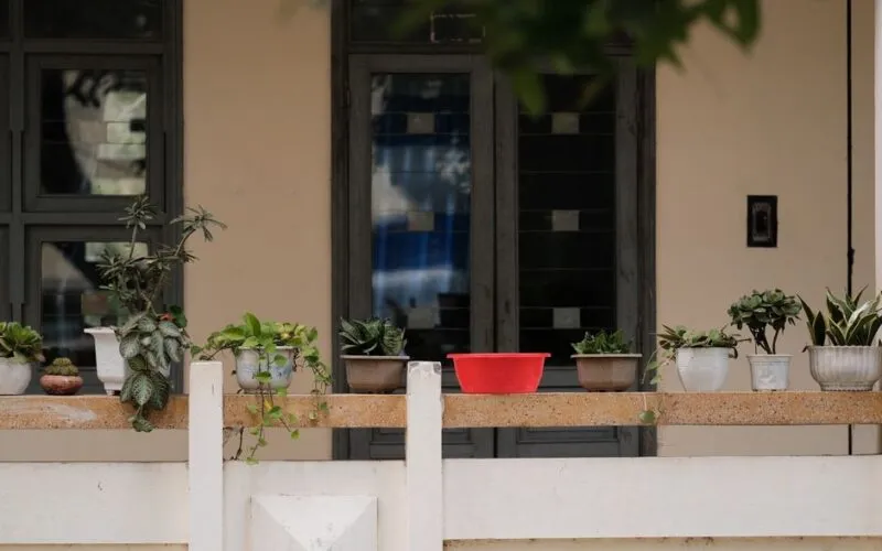7 domowych nawozów azotowych na zielone liście pelargonii w 2026