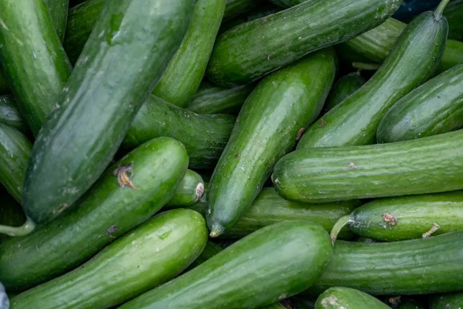 Jak skutecznie zwalczać mączniaka prawdziwego na ogórkach i dyni? 5 domowych i chemicznych metod