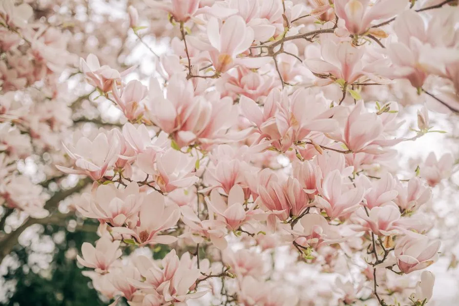 Magnolia Uprawa Krok po Kroku – Kompletny Poradnik dla Ogrodników
