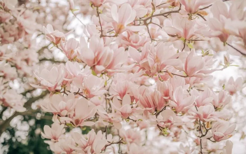 Magnolia na Balkonie: 5 Najlepszych Odmian i Sekrety Pielęgnacji