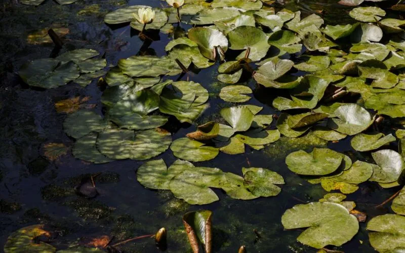 Stwórz naturalne oczko wodne w ogrodzie - poradnik DIY