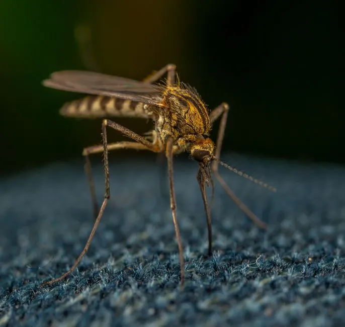 Jak skutecznie pozbyć się komarów i meszek z balkonu – 5 naturalnych i mechanicznych metod ochrony