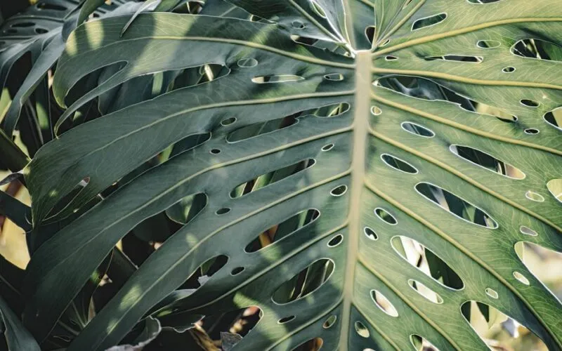 Monstera w Ogrodzie: Kompletny Poradnik Uprawy i Pielęgnacji