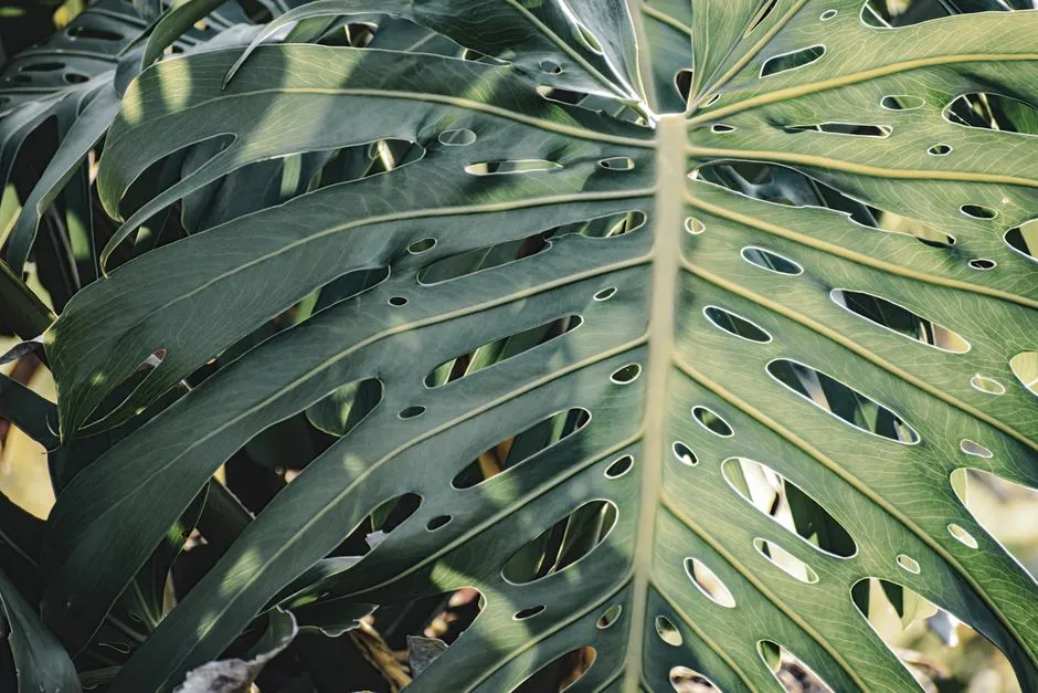 Monstera w Ogrodzie: Kompletny Poradnik Uprawy i Pielęgnacji
