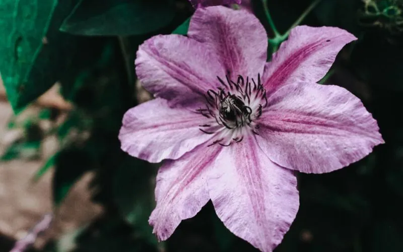 Klematis Uprawa Krok po Kroku: Kompletny Poradnik dla Każdego Ogrodu