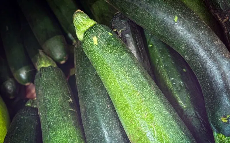 Cukinia Kiedy Kwitnie – Kompletny Kalendarz Kwitnienia i Owocowania