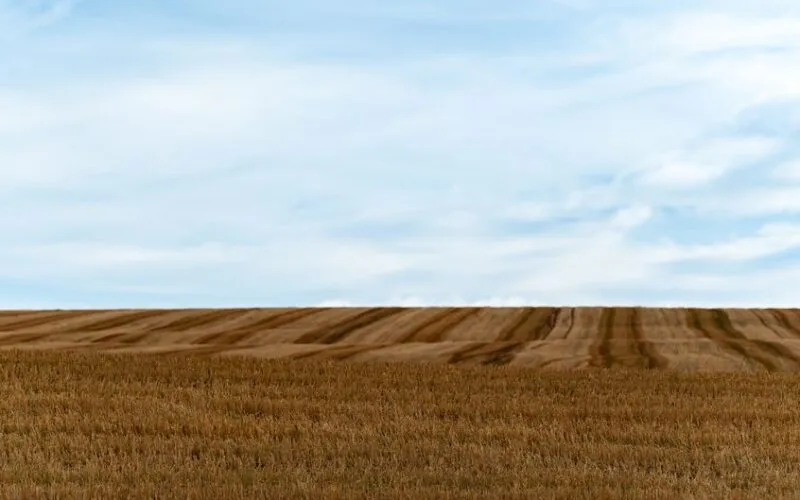 Kompletny Poradnik: Groch Nawożenie – Jak i Czym Zasilać, by Zdwoić Plon?