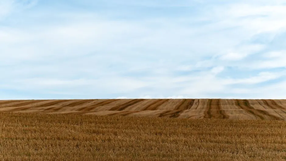Kompletny Poradnik: Groch Nawożenie – Jak i Czym Zasilać, by Zdwoić Plon?