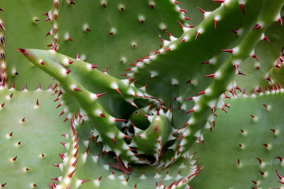 Aloes w Ogrodzie: Idealne Stanowisko i 5 Złotych Zasad Uprawy