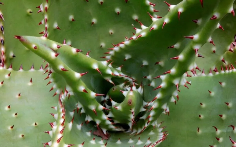 Aloes w ogrodzie – Kompletny Poradnik Uprawy i Pielęgnacji