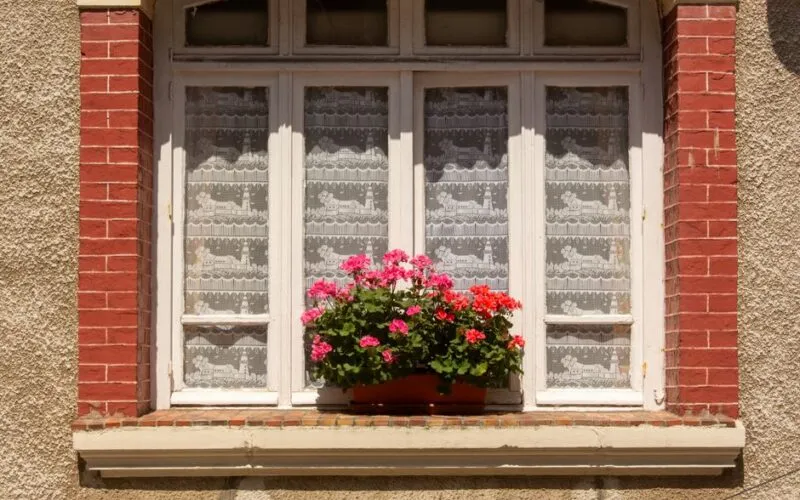 Pelargonie Uprawa Krok po Kroku: Kompletny Poradnik dla Każdego