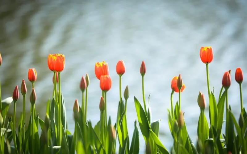 Tulipany stanowisko w ogrodzie – 5 kluczowych zasad bujnego kwitnienia