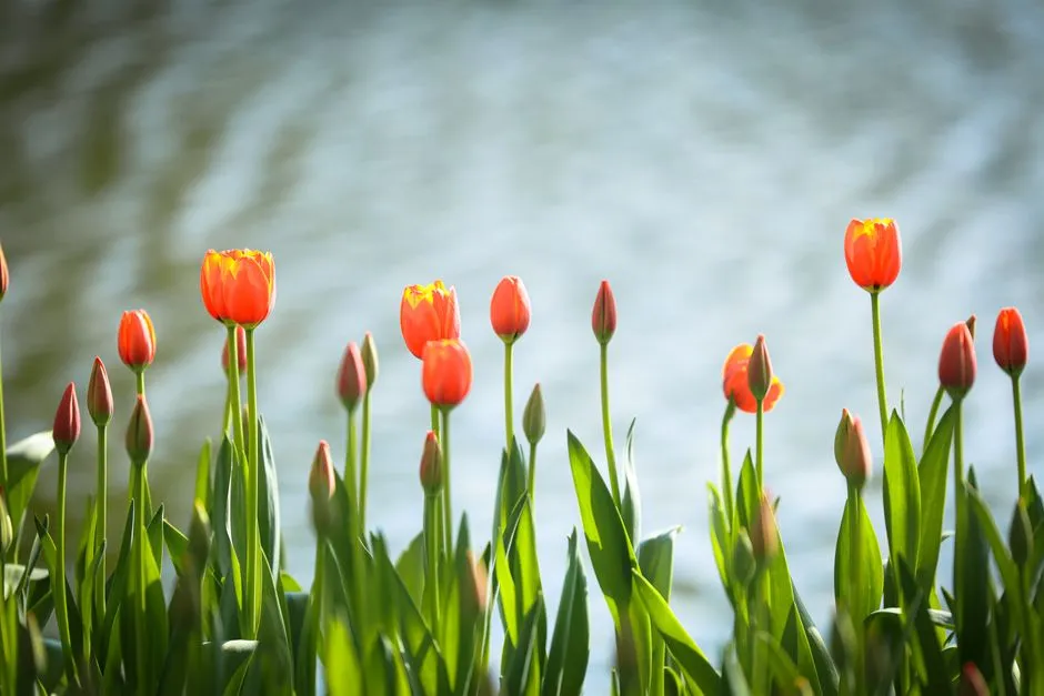Tulipany w doniczce – Kompletny Poradnik Krok po Kroku dla Każdego