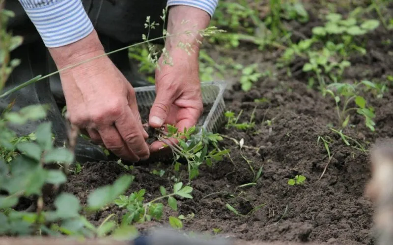 Kiedy Przycinać Hortensję? Kompletny Terminarz Cięcia na Wiosnę