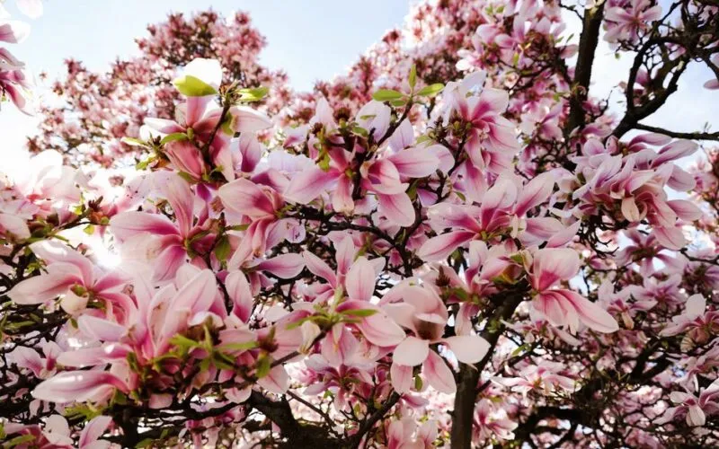 5 Najczęstszych Chorób Magnolii – Objawy i Skuteczne Metody Zwalczania