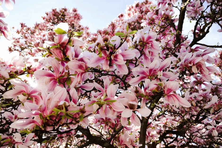 5 Najczęstszych Chorób Magnolii – Objawy i Skuteczne Metody Zwalczania
