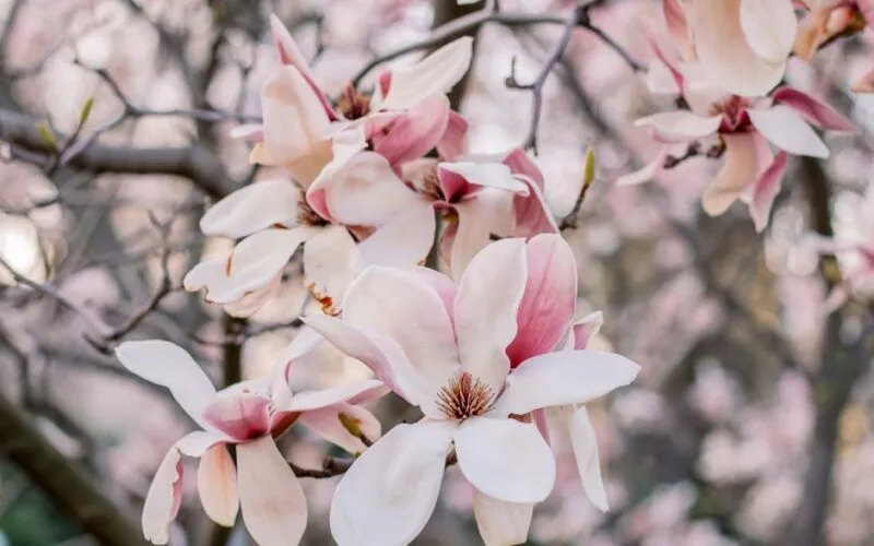 Magnolia Sadzenie 2026 – Kompletny Poradnik Krok po Kroku