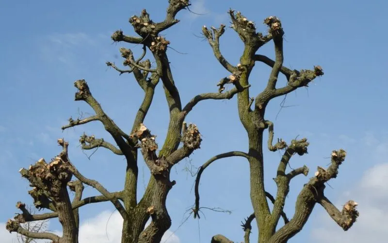 Kiedy Przycinać Magnolię? Kompletny Poradnik Bez Błędów