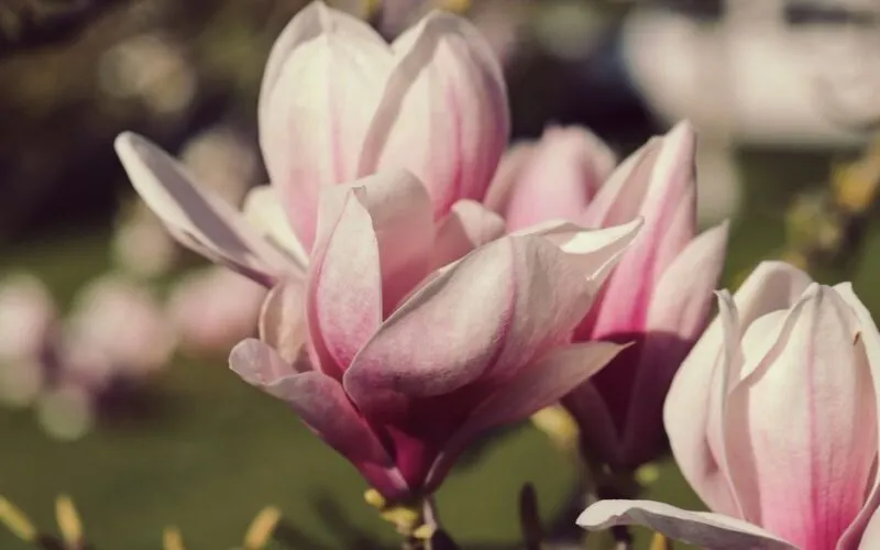 Magnolia podlewanie – 5 kluczowych zasad, by kwitła obficie