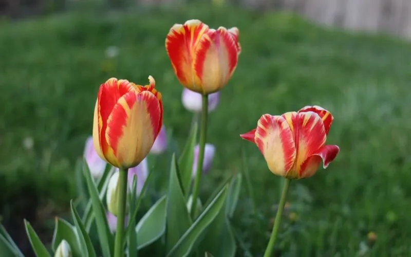 Tulipany Uprawa Krok po Kroku: Kompletny Poradnik od Sadzenia do Kwitnienia
