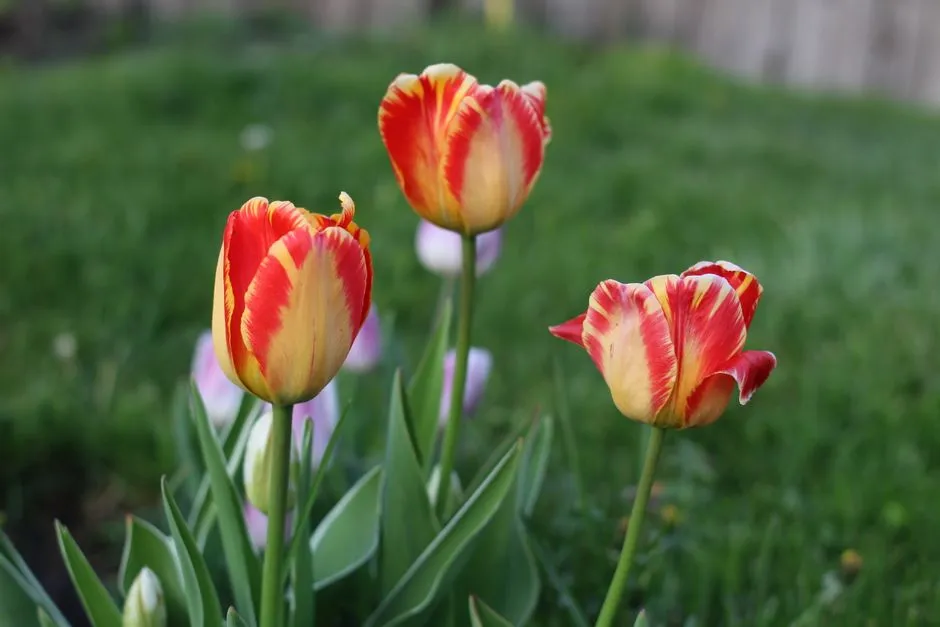 Tulipany Uprawa Krok po Kroku: Kompletny Poradnik od Sadzenia do Kwitnienia