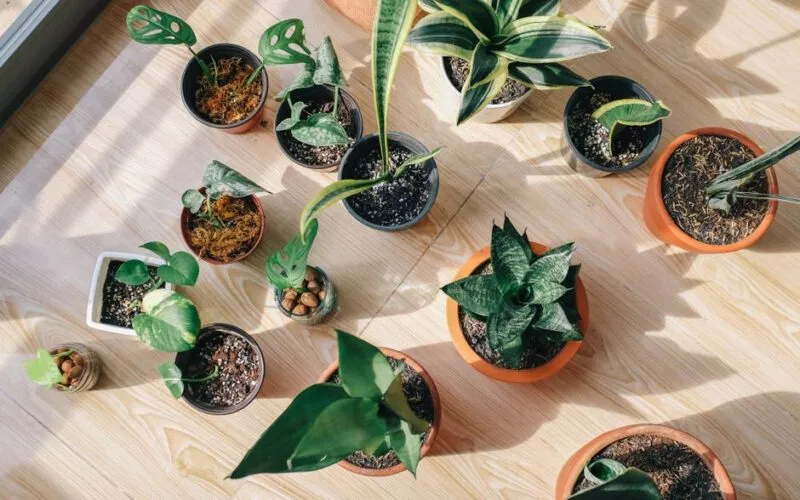 Fikus sprzyjający feng shui: 5 roślin doniczkowych, które przyciągną harmonię do Twojego domu